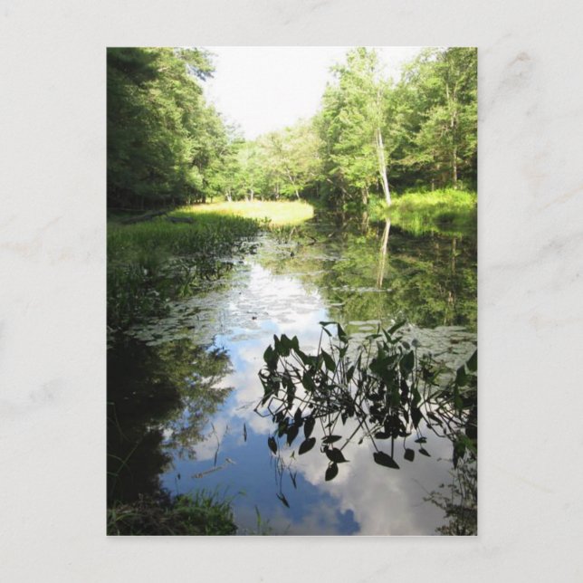 Swamp Reflections Postcard (Front)