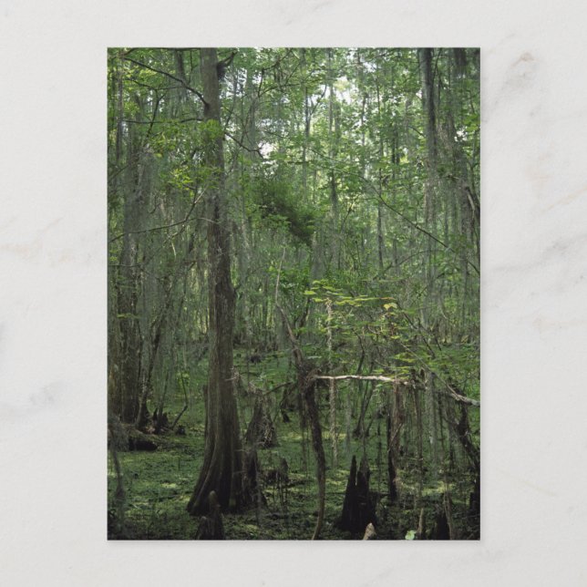 Swamp Serenity Custom Louisiana Photo Postcard (Front)