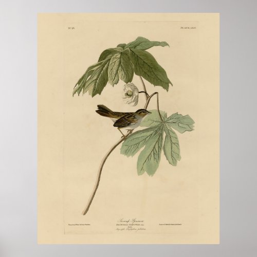 Swamp Sparrow from Audubons Birds of America Poster