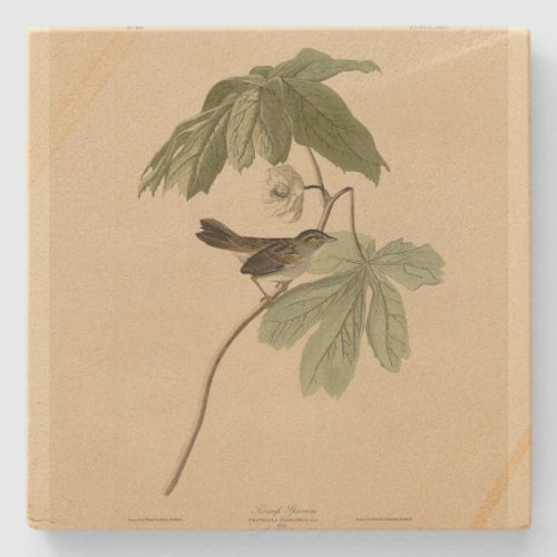 Swamp Sparrow from Audubons Birds of America Stone Coaster