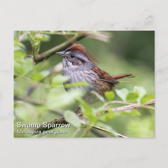 Swamp Sparrow Postcard (Front)