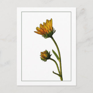 Swamp Sunflower  Botanical Photo-Sketch Postcard