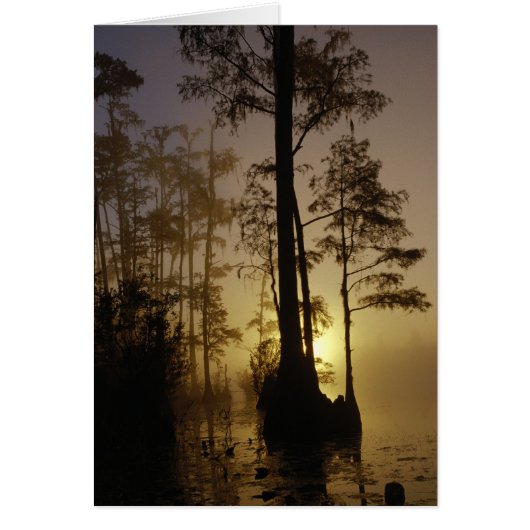 Swamp Sunset Cards (Front)