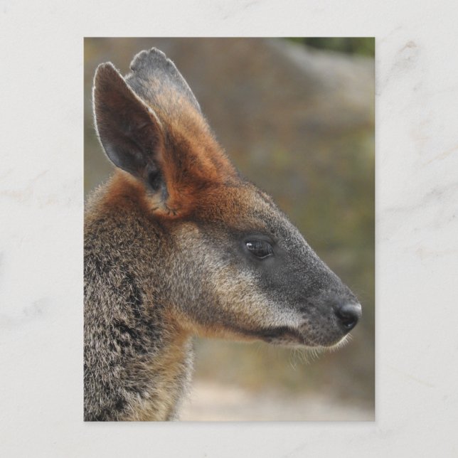 Swamp Wallaby Postcard (Front)