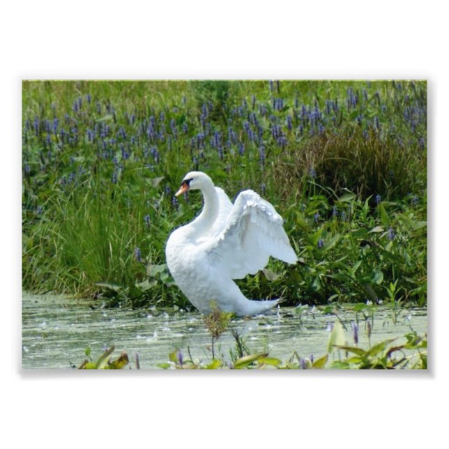 Swan 7 x 5 Photographic Print (Front)