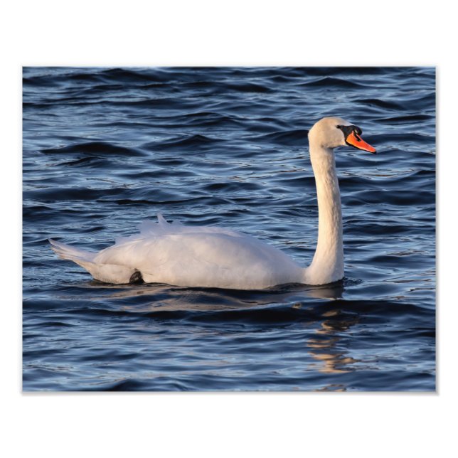 Swan and Blue Water   Photo Print (Front)