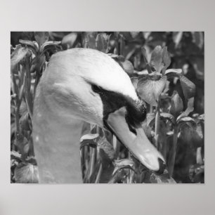 Swan And Irises Animal Black And White  Poster