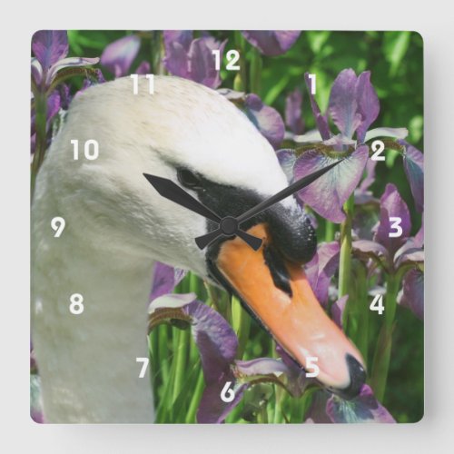 Swan And Purple Bearded Iris Flowers Square Wall Clock