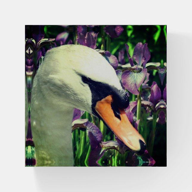 Swan And Purple Iris Flowers  Paperweight (Front)