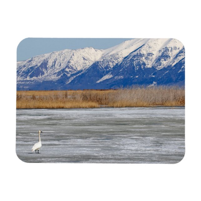 Swan and snow magnet (Horizontal)