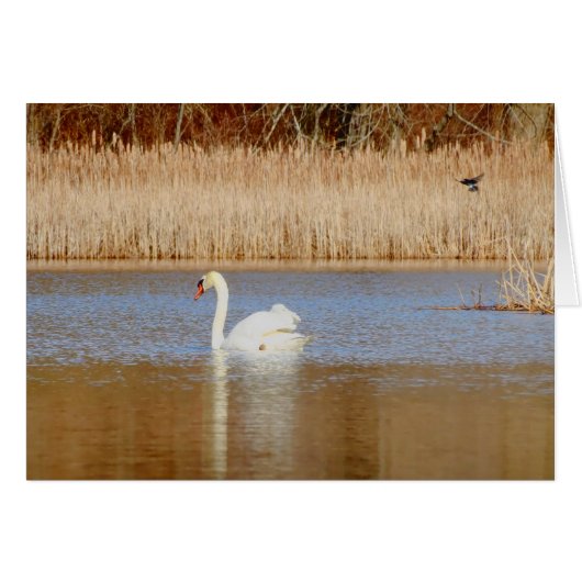 Swan and Swallow Cards (Front Horizontal)