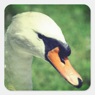 Swan Animal Nature Square Sticker