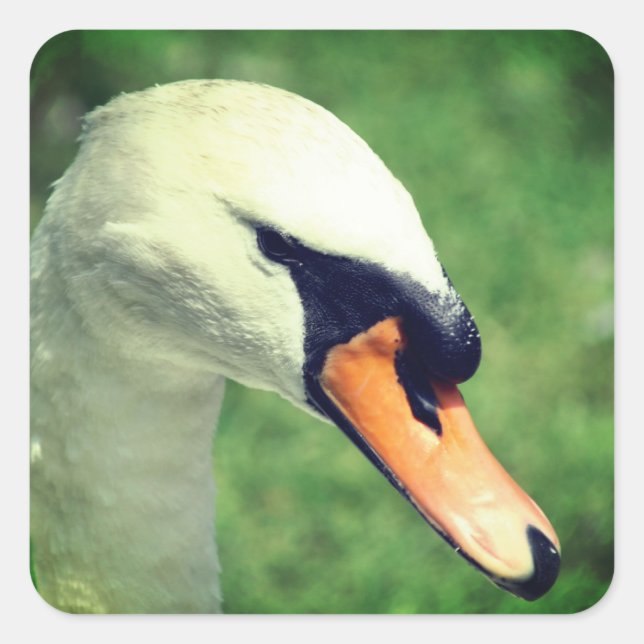 Swan Animal Nature  Square Sticker (Front)