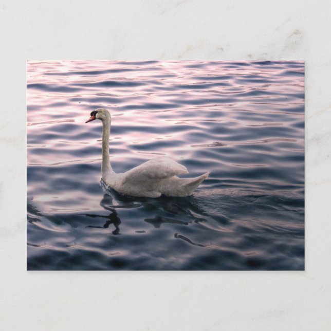 Swan at Dusk Postcard (Front)