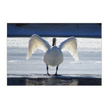 Swan at Full Sail
