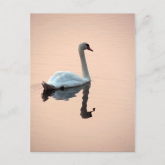 Swan at Sunset Postcard