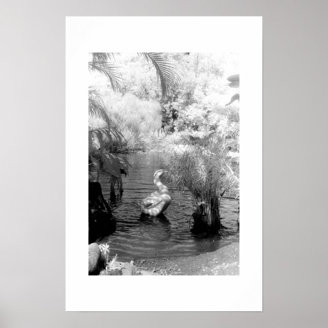 Swan at the Garden of Eden Poster (Front)