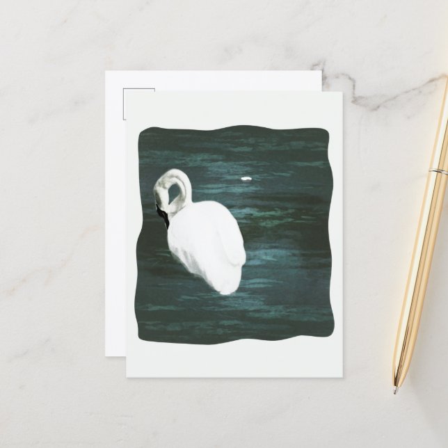 Swan at the Pond Postcard (Front/Back In Situ)