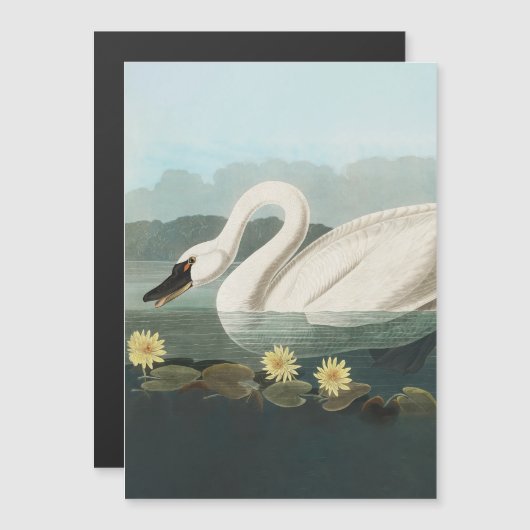 swan audubon bird white water swans (Front/Back)