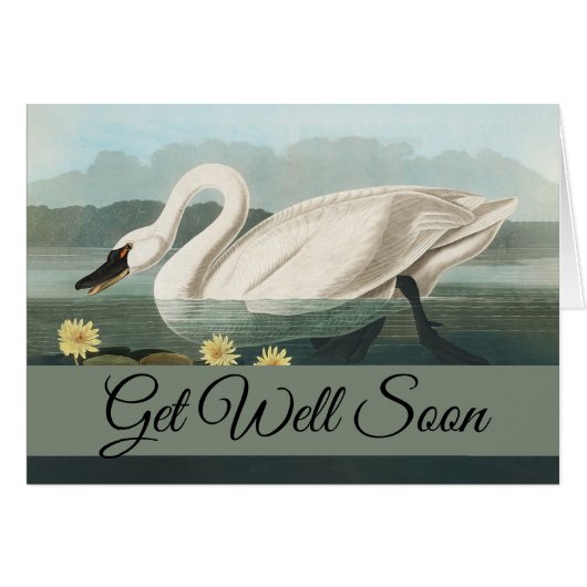 swan audubon bird white water swans (Front Horizontal)