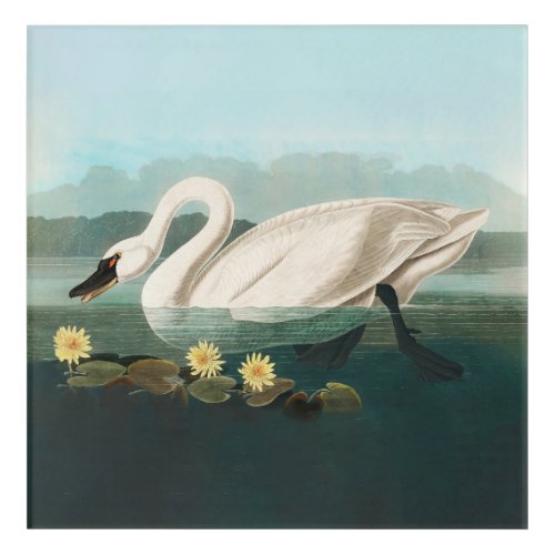 swan audubon bird white water swans acrylic print