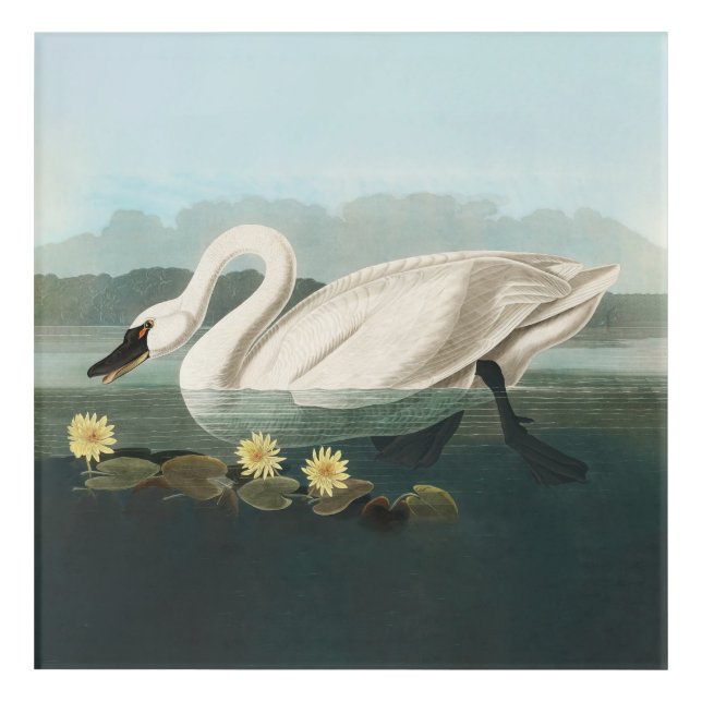 swan audubon bird white water swans acrylic print (Front)