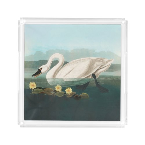 swan audubon bird white water swans acrylic tray