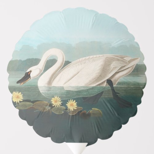 swan audubon bird white water swans balloon
