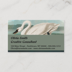 swan audubon bird white water swans business card
