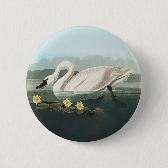 swan audubon bird white water swans button (Front)