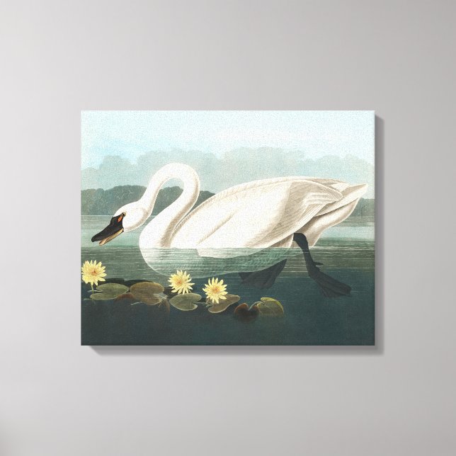 swan audubon bird white water swans canvas print (Front)