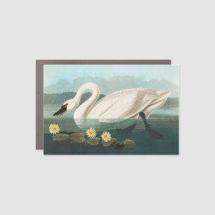 swan audubon bird white water swans car magnet