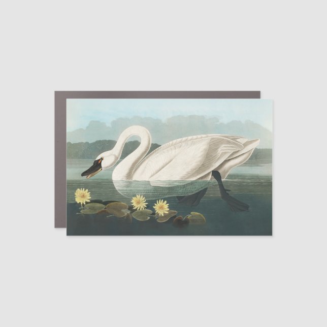 swan audubon bird white water swans car magnet (Front)