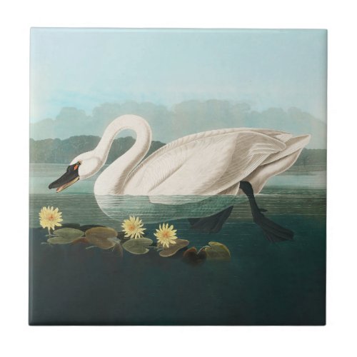 swan audubon bird white water swans ceramic tile