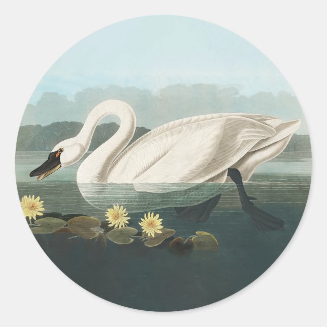 swan audubon bird white water swans classic round sticker (Front)