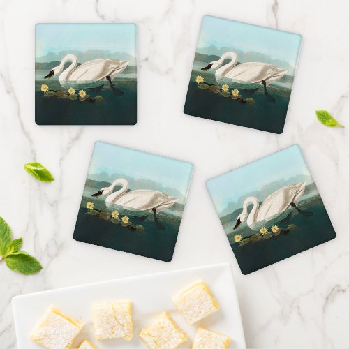 swan audubon bird white water swans coaster set