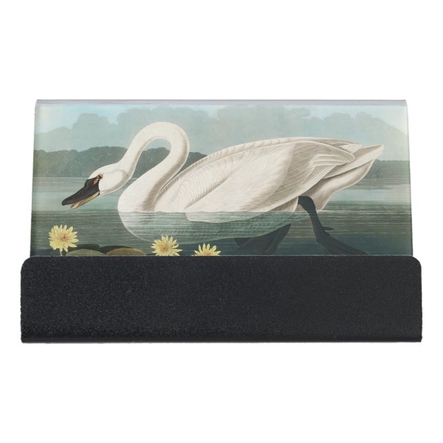 swan audubon bird white water swans desk business card holder (Front)