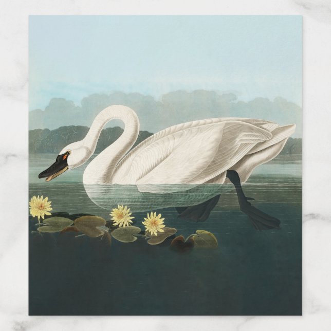 swan audubon bird white water swans envelope liner (Design)