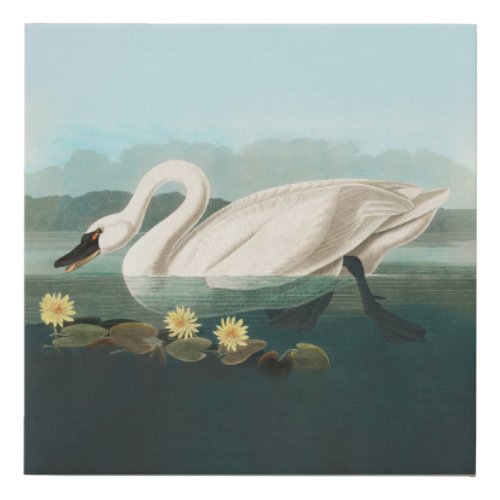 swan audubon bird white water swans faux canvas print