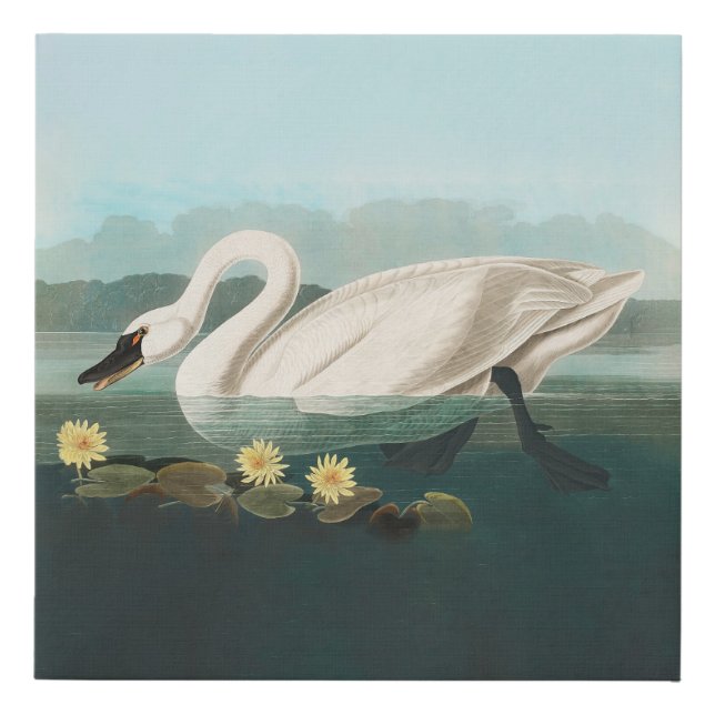 swan audubon bird white water swans faux canvas print (Front)