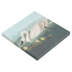 swan audubon bird white water swans gallery wrap
