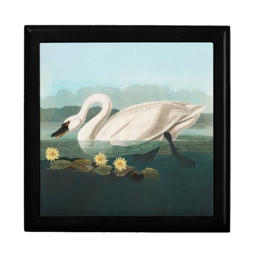 swan audubon bird white water swans gift box