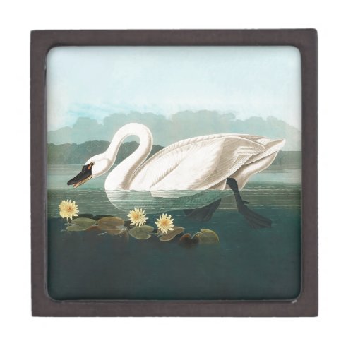 swan audubon bird white water swans gift box