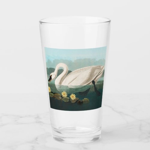 swan audubon bird white water swans glass