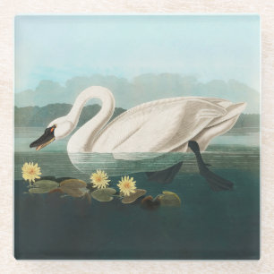 swan audubon bird white water swans glass coaster