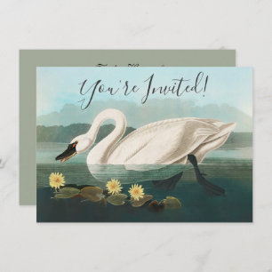 swan audubon bird white water swans invitation