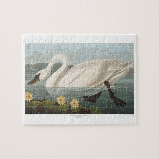 swan audubon bird white water swans jigsaw puzzle (Horizontal)