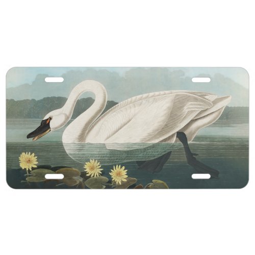 swan audubon bird white water swans license plate
