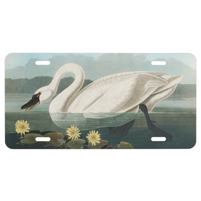 swan audubon bird white water swans license plate (Front)