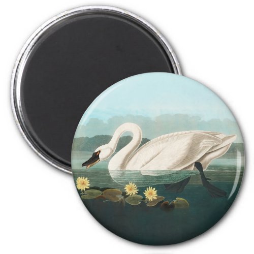 swan audubon bird white water swans magnet